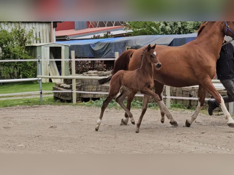 Hannoveraan Hengst 1 Jaar 169 cm Bruin in Bülkau