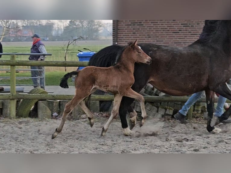 Hannoveraan Hengst 1 Jaar 169 cm Bruin in Osterbruch