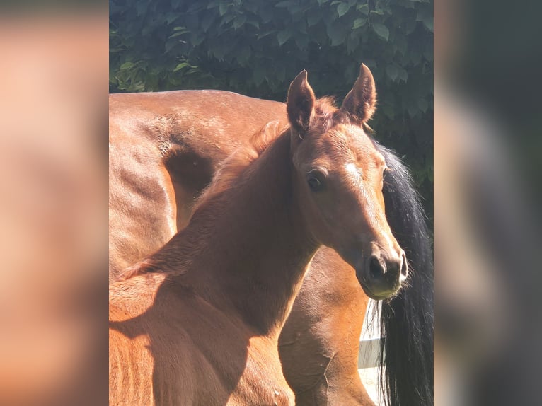 Hannoveraan Hengst 1 Jaar 169 cm Donkere-vos in Sögel