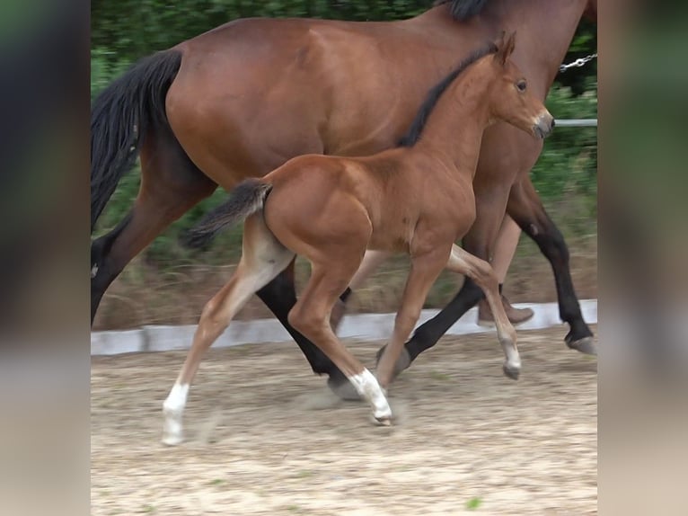 Hannoveraan Hengst 1 Jaar 170 cm Bruin in Ratekau