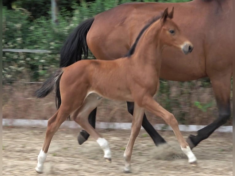 Hannoveraan Hengst 1 Jaar 170 cm Bruin in Ratekau