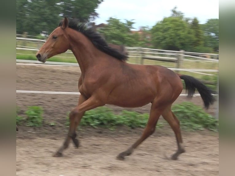 Hannoveraan Hengst 1 Jaar 170 cm Bruin in Ratekau