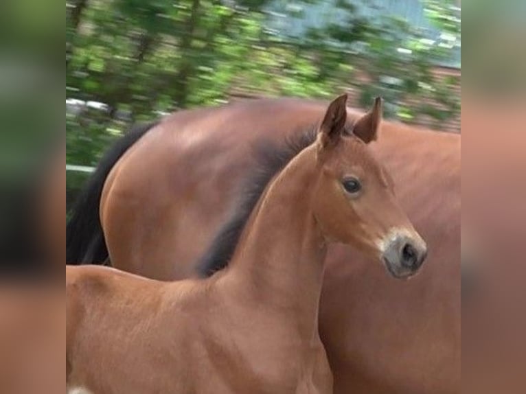 Hannoveraan Hengst 1 Jaar 170 cm Bruin in Ratekau