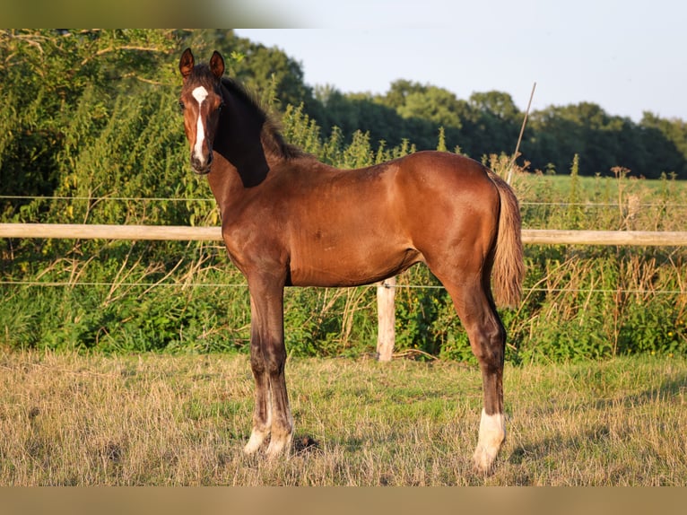 Hannoveraan Hengst 1 Jaar 170 cm Bruin in Rickling