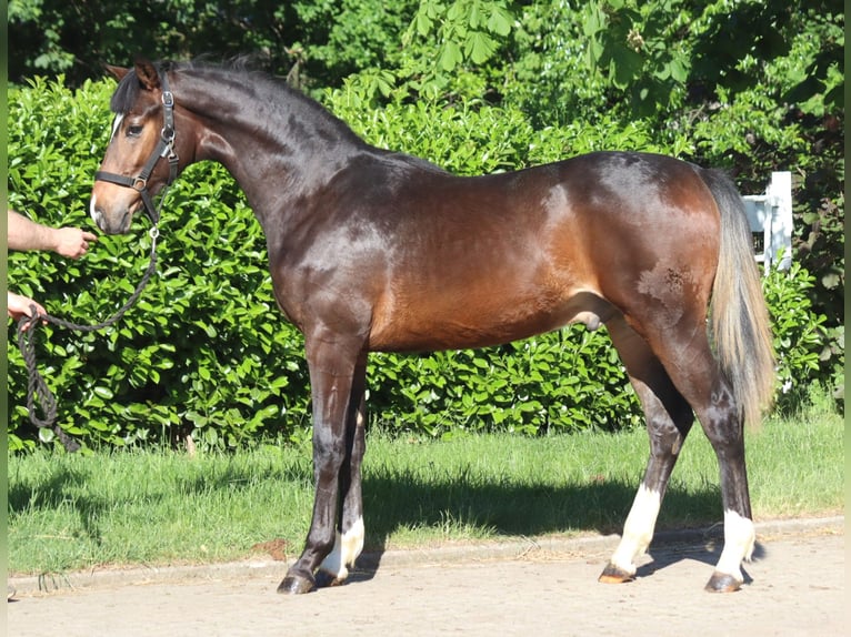 Hannoveraan Hengst 1 Jaar 170 cm Bruin in Selsingen