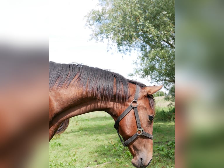 Hannoveraan Hengst 1 Jaar 170 cm Bruin in Elmshorn
