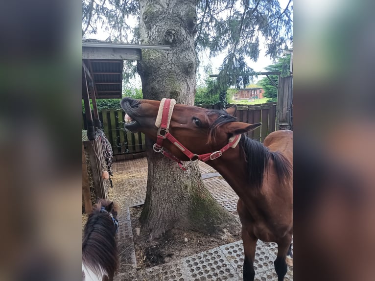 Hannoveraan Hengst 1 Jaar 170 cm Bruin in Nienstädt Liekwegen