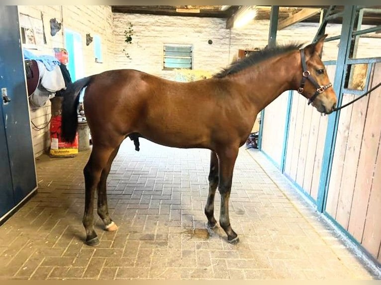 Hannoveraan Hengst 1 Jaar 170 cm Bruin in Nienstädt Liekwegen