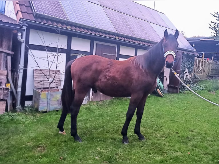 Hannoveraan Hengst 1 Jaar 170 cm Bruin in Nienstädt Liekwegen