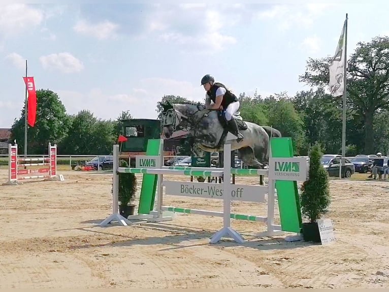 Hannoveraan Hengst 1 Jaar 170 cm Bruin in Nienstädt Liekwegen