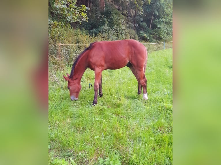 Hannoveraan Hengst 1 Jaar 170 cm Bruin in Hetschburg