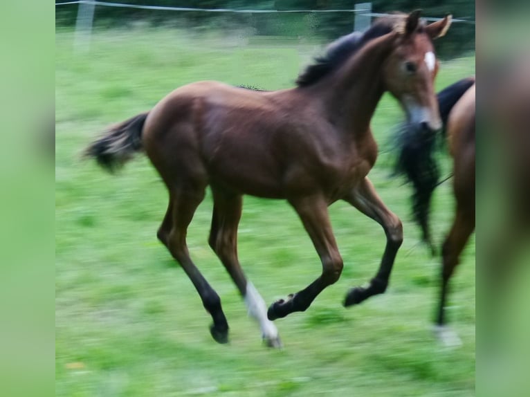 Hannoveraan Hengst 1 Jaar 170 cm Bruin in Hetschburg