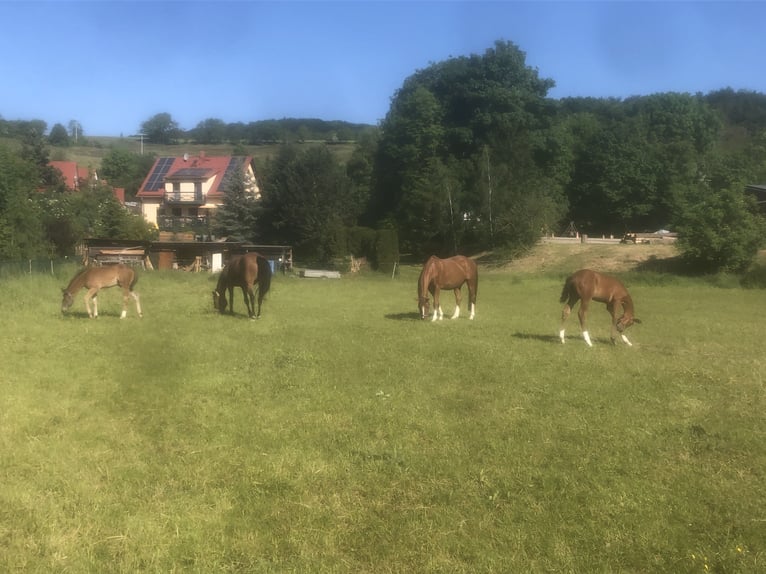 Hannoveraan Hengst 1 Jaar 170 cm Bruin in Hetschburg