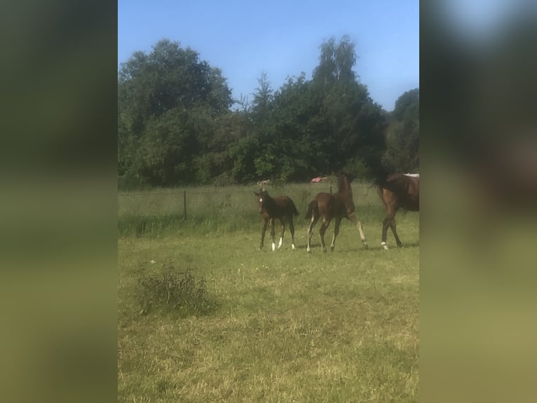 Hannoveraan Hengst 1 Jaar 170 cm Bruin in Hetschburg