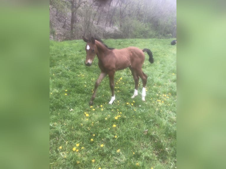 Hannoveraan Hengst 1 Jaar 170 cm Bruin in Hetschburg