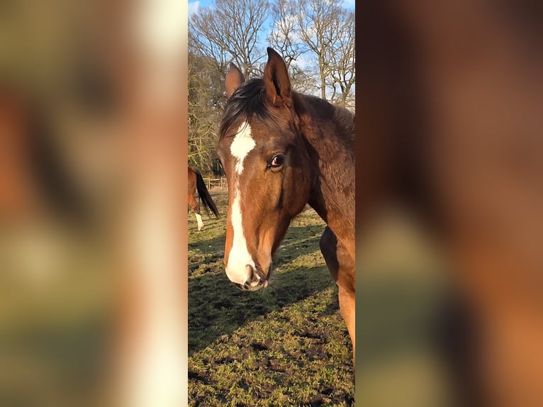 Hannoveraan Hengst 1 Jaar 170 cm Bruin in Osterholz-Scharmbeck