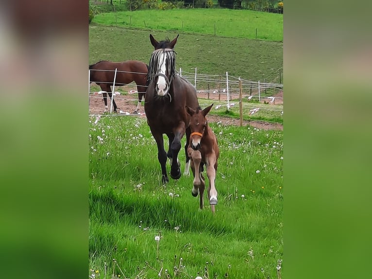 Hannoveraan Hengst 1 Jaar 170 cm Bruin in Losheim am See