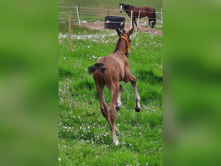 Hannoveraan Hengst 1 Jaar 170 cm Bruin in Losheim am See