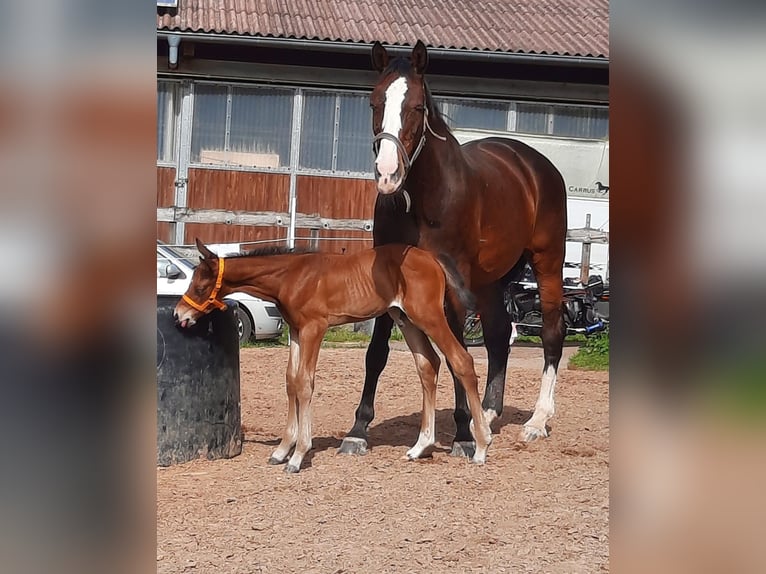 Hannoveraan Hengst 1 Jaar 170 cm Bruin in Losheim am See