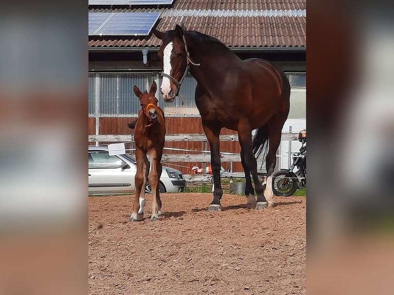 Hannoveraan Hengst 1 Jaar 170 cm Bruin in Losheim am See