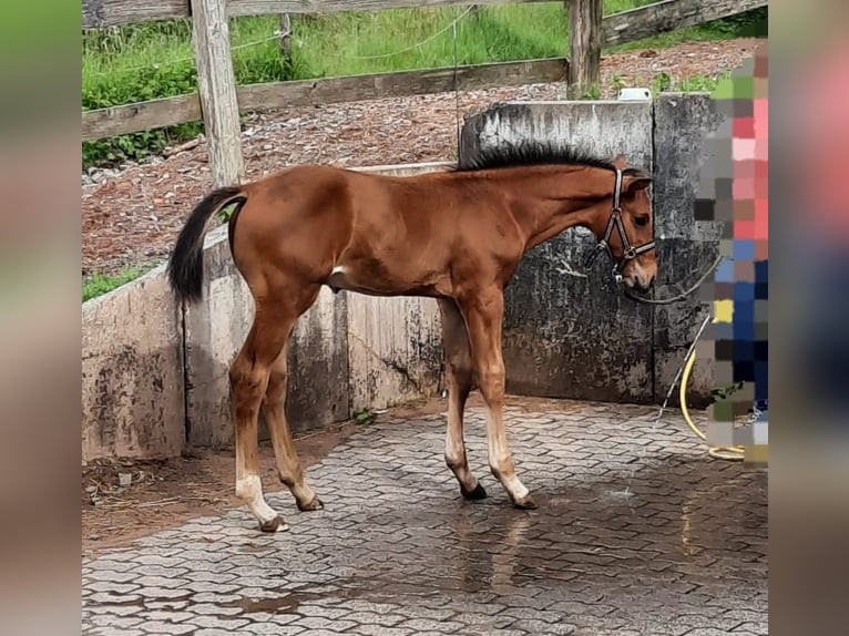 Hannoveraan Hengst 1 Jaar 170 cm Bruin in Losheim am See