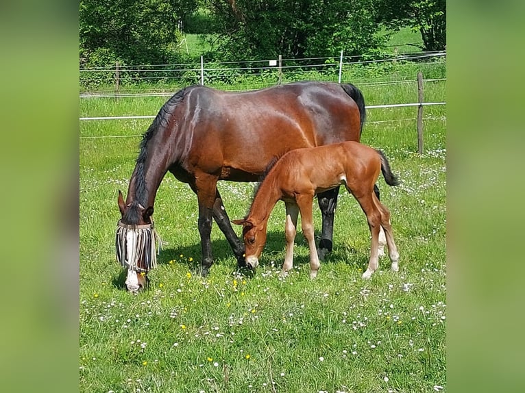 Hannoveraan Hengst 1 Jaar 170 cm Bruin in Losheim am See