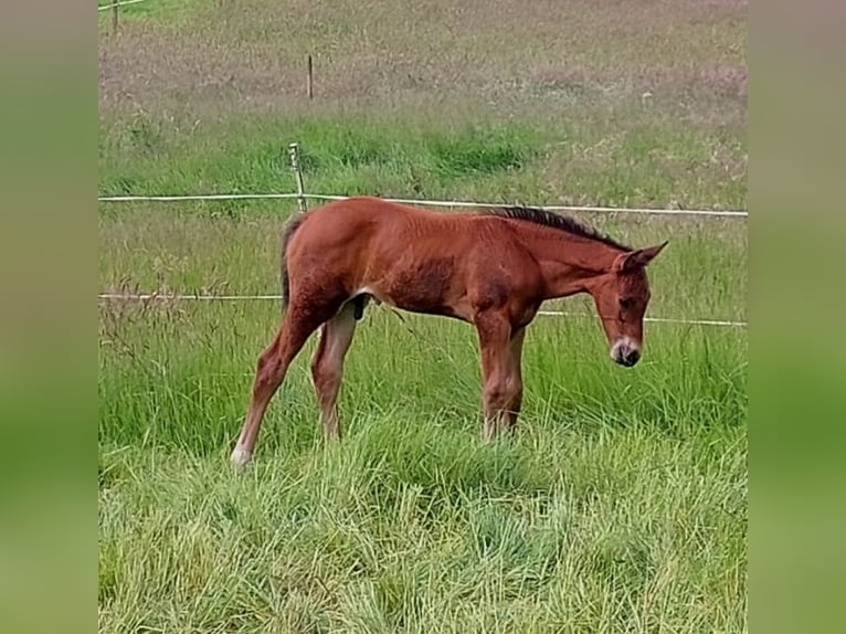 Hannoveraan Hengst 1 Jaar 170 cm Bruin in Losheim am See