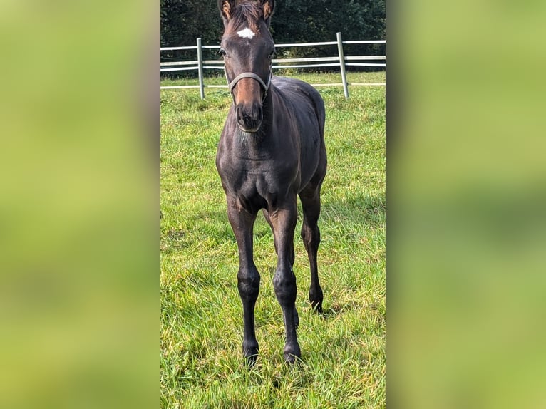 Hannoveraan Hengst 1 Jaar 170 cm Donkerbruin in Weyhe