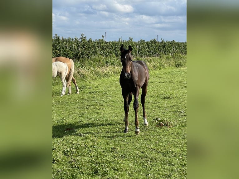 Hannoveraan Hengst 1 Jaar 170 cm Donkerbruin in Hamburg