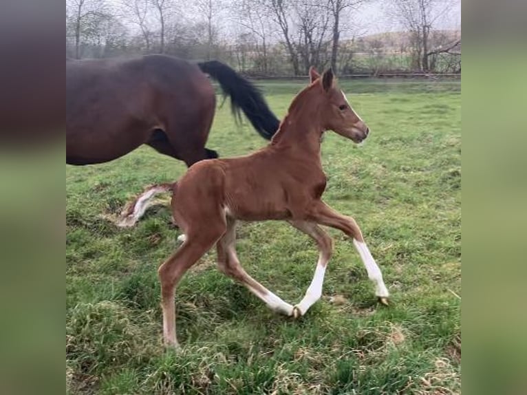 Hannoveraan Hengst 1 Jaar 170 cm Donkere-vos in Dohren