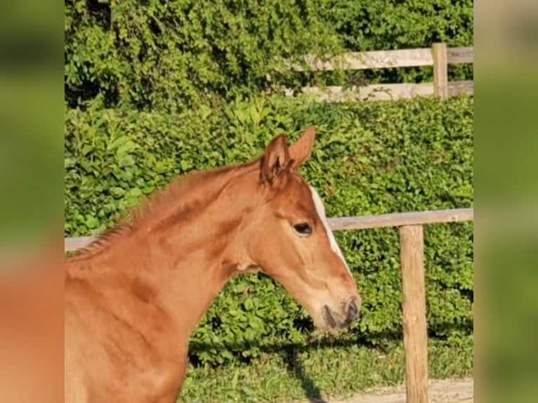 Hannoveraan Hengst 1 Jaar 170 cm Vos in Osterbruch