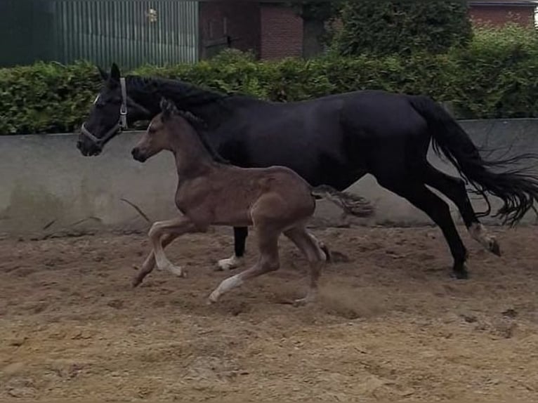 Hannoveraan Hengst 1 Jaar 170 cm Zwart in Hamersen