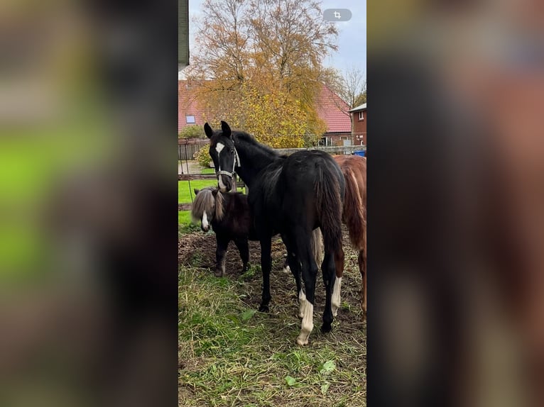 Hannoveraan Hengst 1 Jaar 170 cm Zwart in Handrup