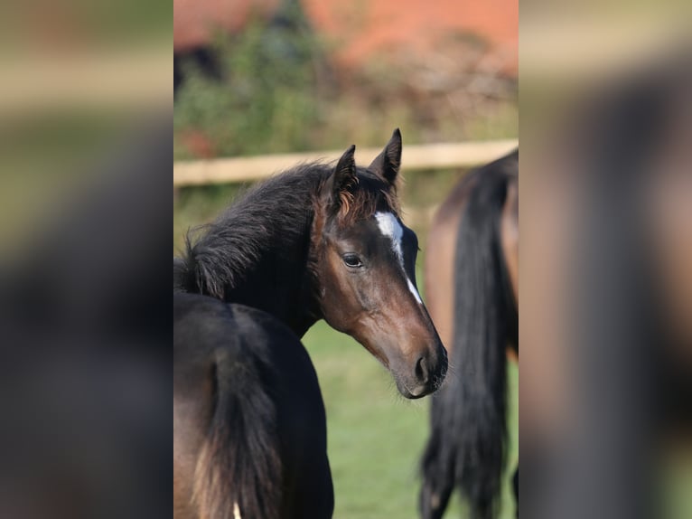 Hannoveraan Hengst 1 Jaar 170 cm Zwartbruin in Au in der Hallertau