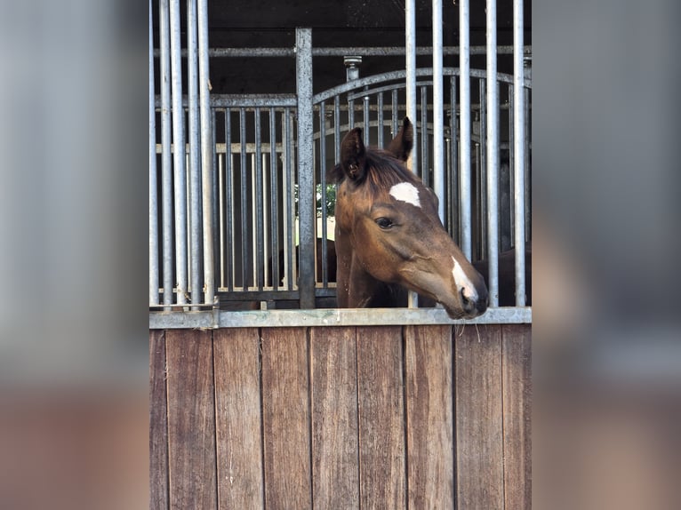 Hannoveraan Hengst 1 Jaar 170 cm Zwartbruin in Uettingen