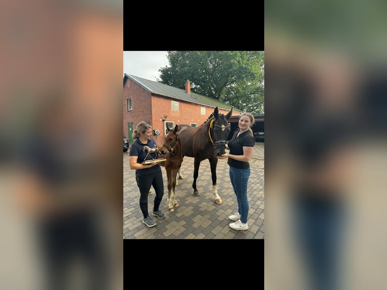 Hannoveraan Hengst 1 Jaar 172 cm Bruin in Hamersen