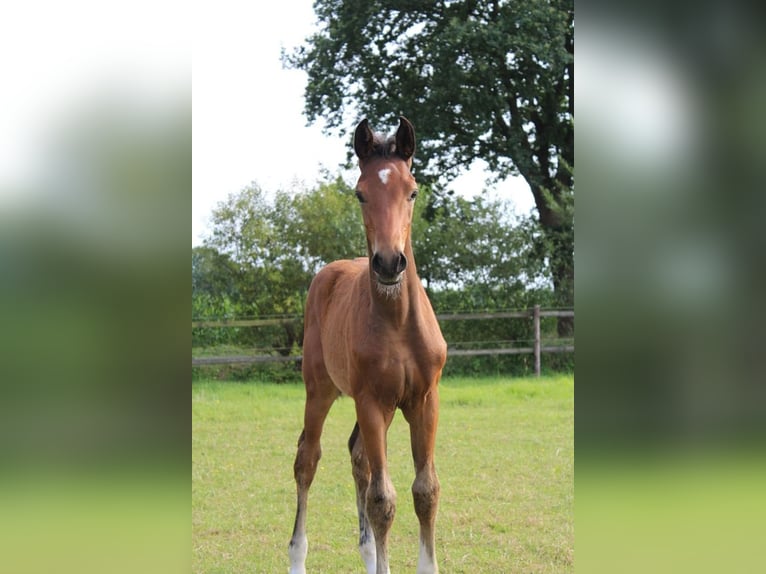 Hannoveraan Hengst 1 Jaar 172 cm Bruin in Hamersen