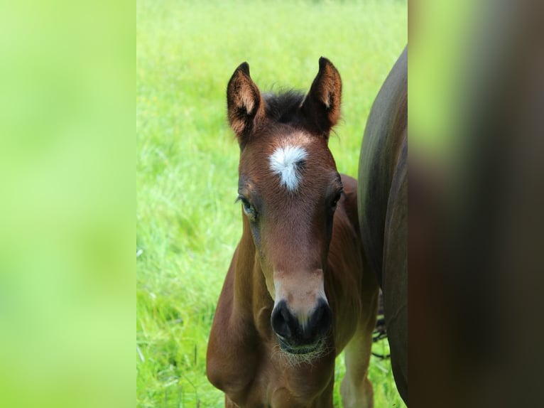 Hannoveraan Hengst 1 Jaar 172 cm Bruin in Hamersen