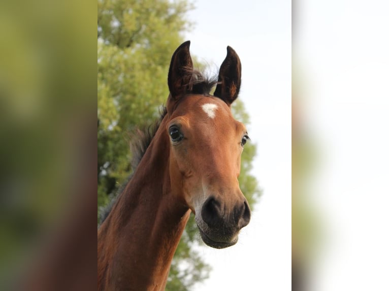 Hannoveraan Hengst 1 Jaar 172 cm Bruin in Hamersen