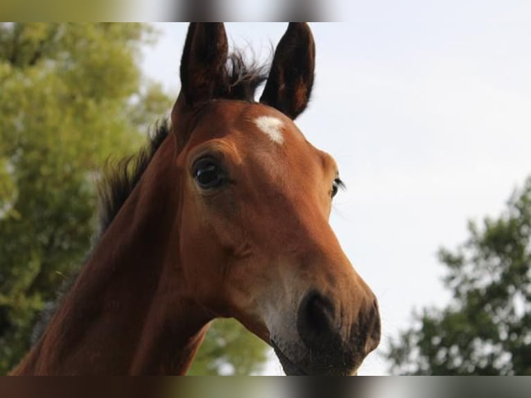 Hannoveraan Hengst 1 Jaar 172 cm Bruin in Hamersen