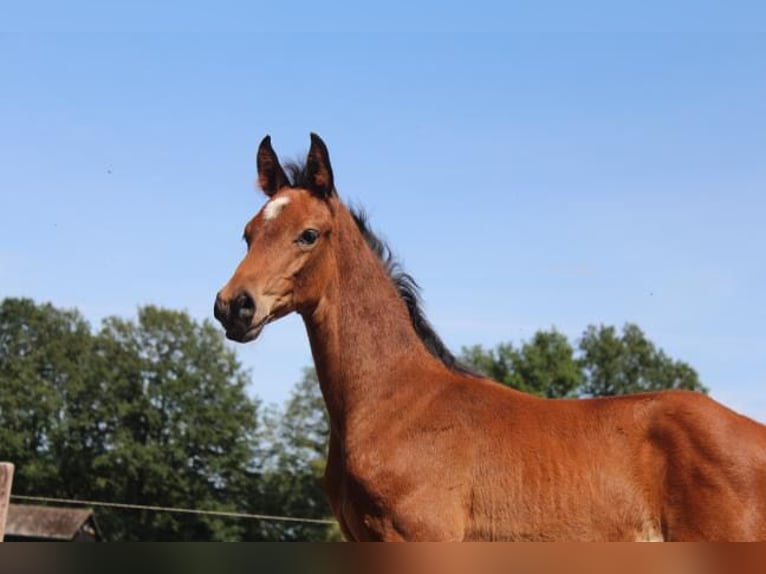 Hannoveraan Hengst 1 Jaar 172 cm Bruin in Hamersen