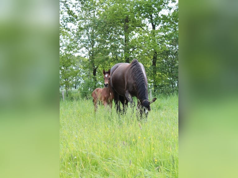 Hannoveraan Hengst 1 Jaar 172 cm Bruin in Hamersen