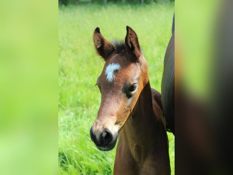 Hannoveraan Hengst 1 Jaar 172 cm Bruin in Hamersen