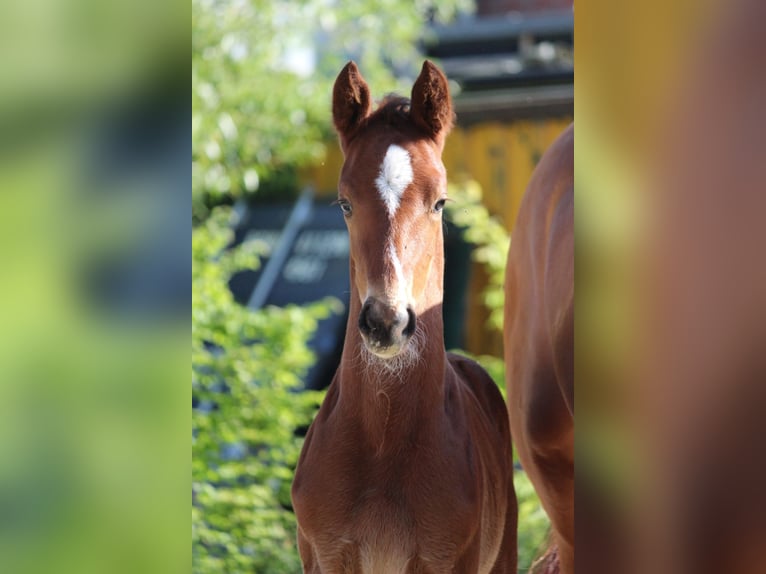 Hannoveraan Hengst 1 Jaar 172 cm Bruin in Edewecht