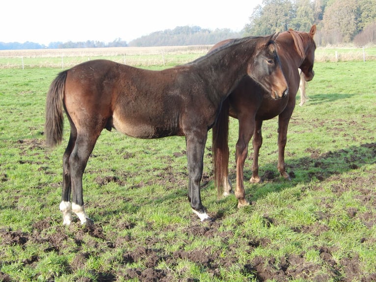 Hannoveraan Hengst 1 Jaar 172 cm Donkerbruin in Rehden