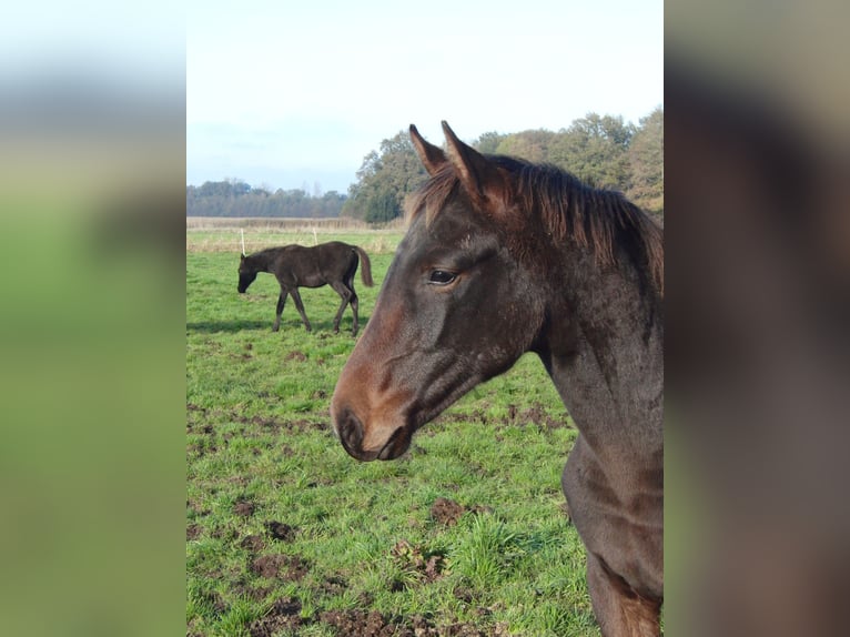 Hannoveraan Hengst 1 Jaar 172 cm Donkerbruin in Rehden