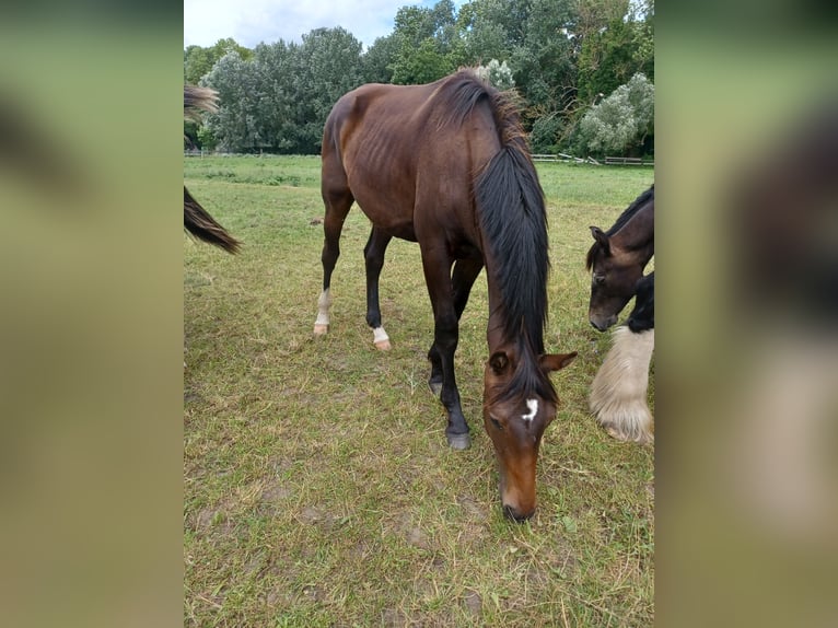 Hannoveraan Hengst 1 Jaar 172 cm Donkerbruin in Mühlenberge