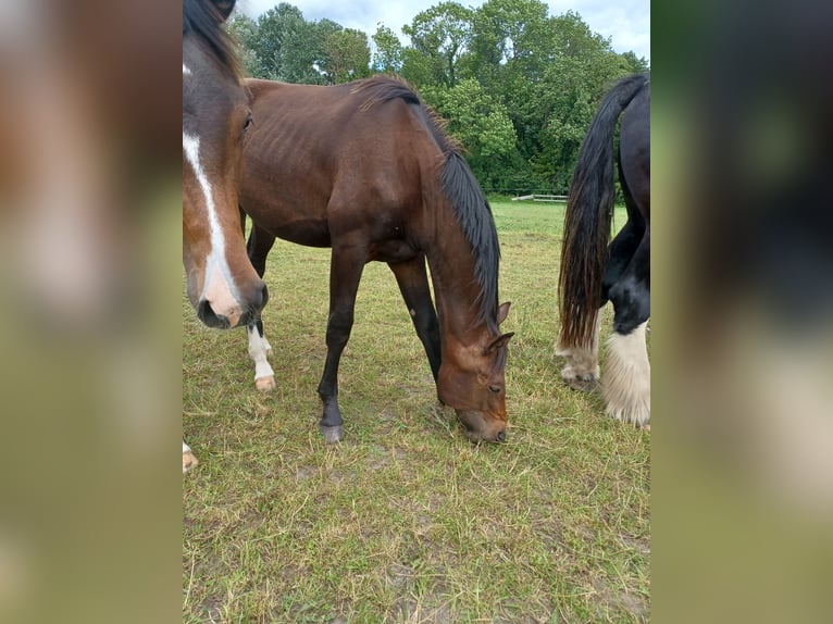 Hannoveraan Hengst 1 Jaar 172 cm Donkerbruin in Mühlenberge