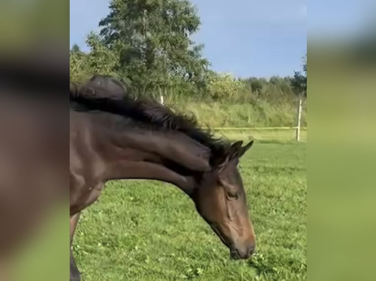 Hannoveraan Hengst 1 Jaar 172 cm Donkerbruin in Großheide
