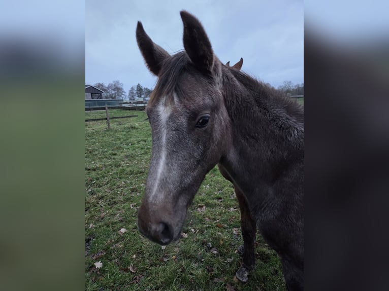 Hannoveraan Hengst 1 Jaar 172 cm kan schimmel zijn in Uplengen